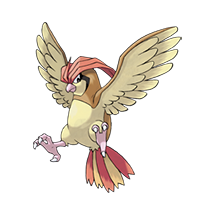 pidgeotto